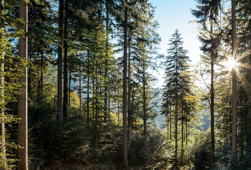 Wald