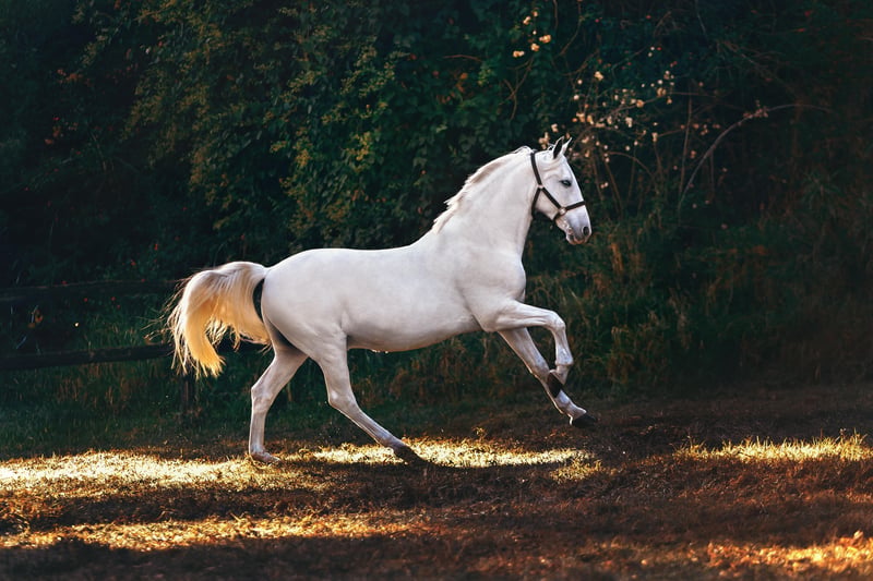 ein Lipizzaner in Bewegung